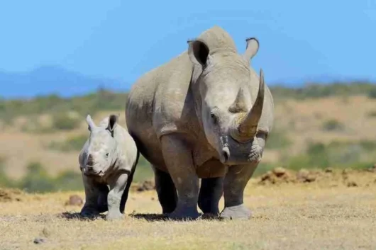 Tours 33 Ol Pejeta Conservancy Kenya conservation safari tour Adeli Kenya Safaris best Africa sustainable safari tour company in Kenya