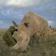 Ol Pejeta Conservancy Norther White rhinos Adeli Kenya Safaris best Africa sustainable safari tour company in Kenya