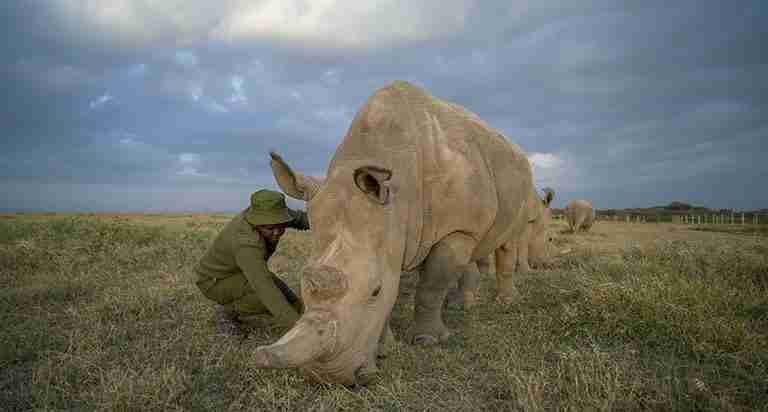 Ol Pejeta Conservancy   Norther White rhinos  Adeli Kenya Safaris   best Africa sustainable safari tour company in Kenya