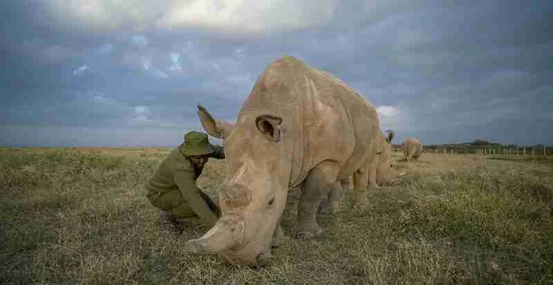 Ol Pejeta Conservancy Norther White rhinos Adeli Kenya Safaris best Africa sustainable safari tour company in Kenya