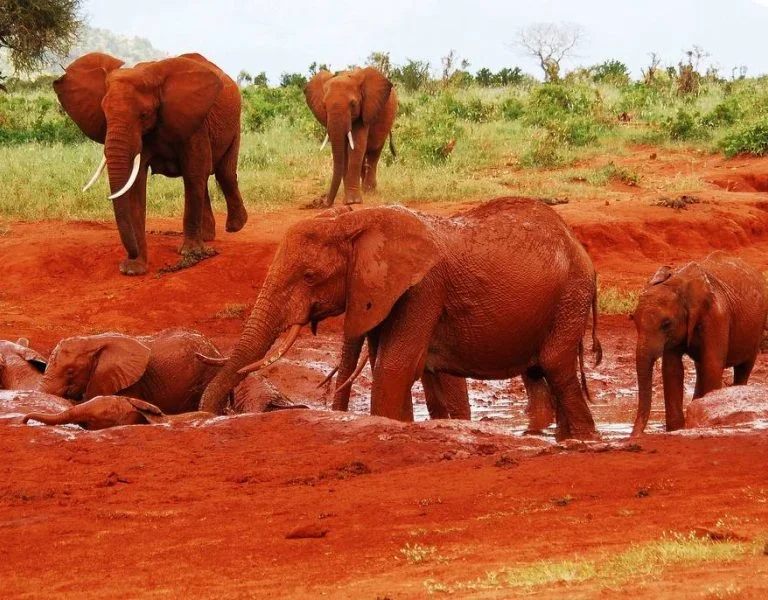 Red elephants Tsavo East National Park Kenya