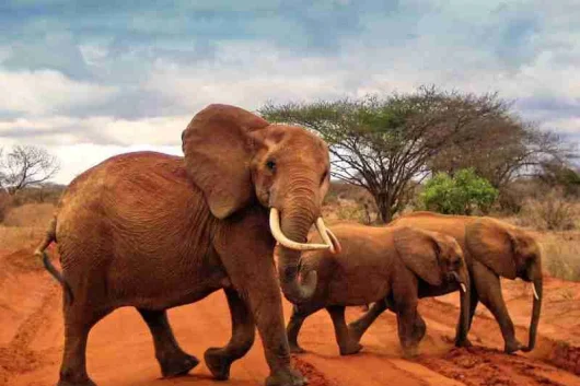 Red elephants at Tsavo East National Park Kenya Adeli Kenya Safaris best Africa sustainable safari tour company in Kenya