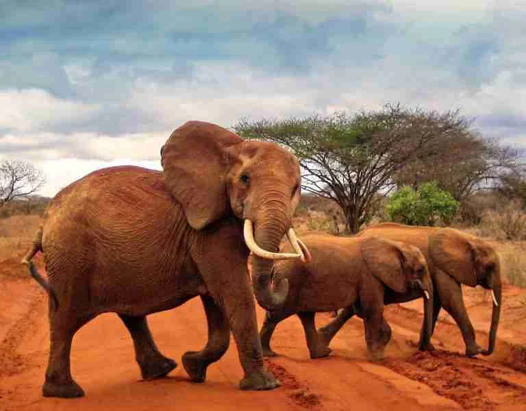 Red elephants at Tsavo East National Park Kenya Adeli Kenya Safaris best Africa sustainable safari tour company in Kenya