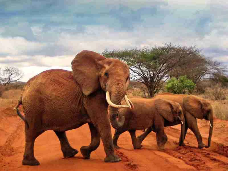Red elephants at Tsavo East National Park Kenya Adeli Kenya Safaris best Africa sustainable safari tour company in Kenya
