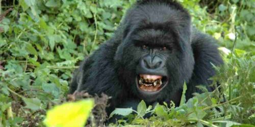 Rwanda Gorilla trekking tours