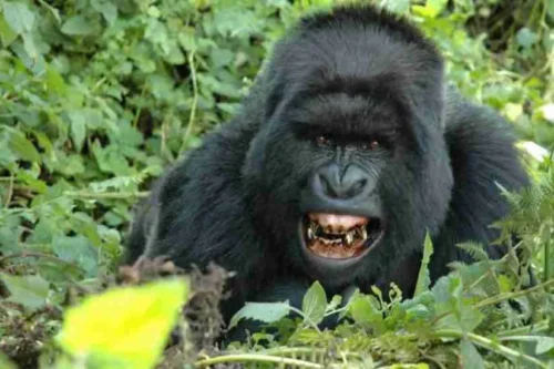Things to do in Rwanda: Gorilla trekking Africa safari tour packages