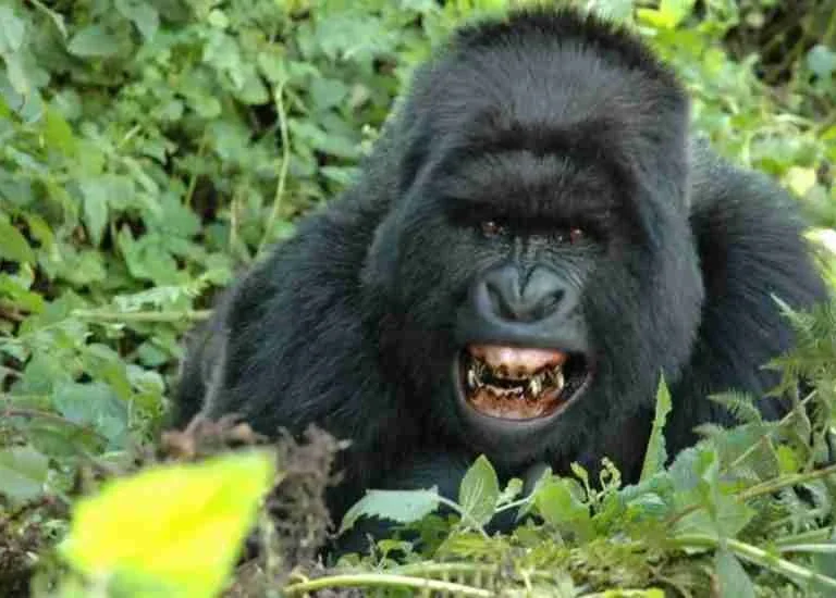 Rwanda tours & gorilla trekking Adeli Kenya Safaris best Africa sustainable safari tour company in Kenya
