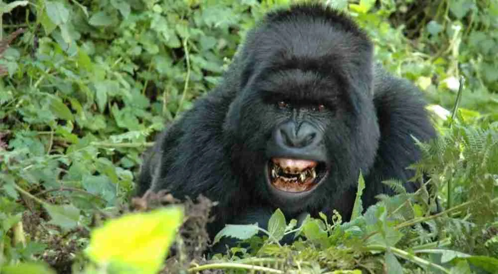 Rwanda tours & gorilla trekking Adeli Kenya Safaris best Africa sustainable safari tour company in Kenya