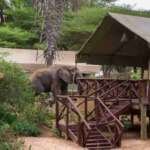 Samburu Elephant Bedroom Camp  Adeli Kenya Safaris   best Africa sustainable safari tour company in Kenya