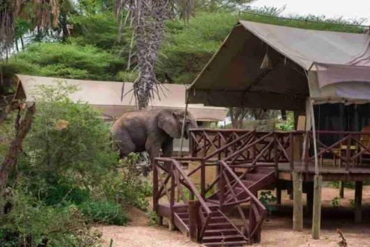 Samburu Elephant Bedroom Camp Adeli Kenya Safaris best Africa sustainable safari tour company in Kenya