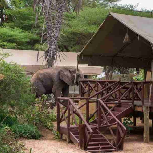 Samburu Elephant Bedroom Camp Adeli Kenya Safaris best Africa sustainable safari tour company in Kenya