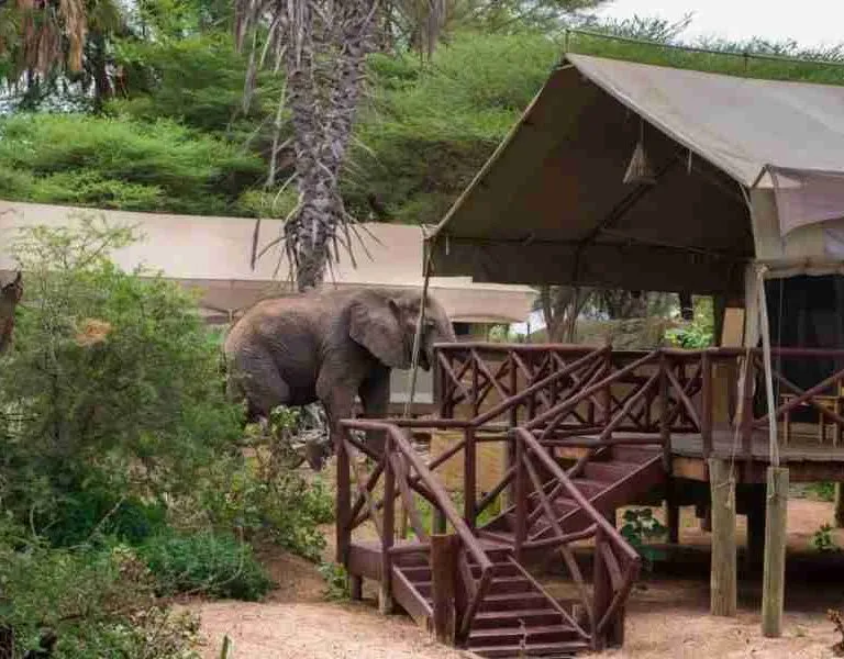 Samburu Elephant Bedroom Camp  Adeli Kenya Safaris   best Africa sustainable safari tour company in Kenya