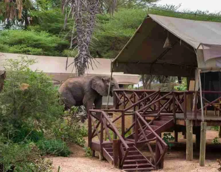 Samburu Elephant Bedroom Camp Adeli Kenya Safaris best Africa sustainable safari tour company in Kenya
