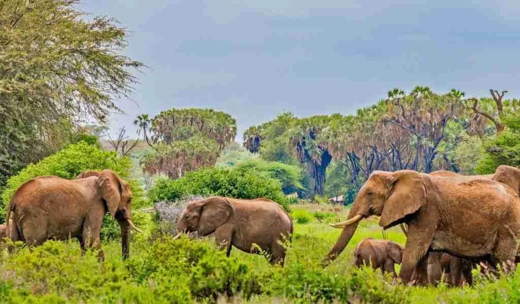 Samburu National Reserve kenya   elephants    Adeli Kenya Safaris   best Africa sustainable safari tour company in Kenya