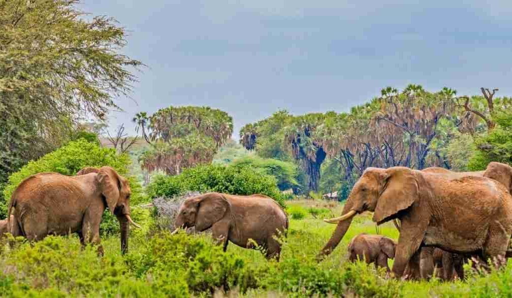 Samburu National Reserve kenya   elephants    Adeli Kenya Safaris   best Africa sustainable safari tour company in Kenya