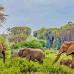 Samburu National Reserve kenya   elephants    Adeli Kenya Safaris   best Africa sustainable safari tour company in Kenya