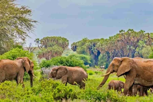 Samburu National Reserve kenya elephants Adeli Kenya Safaris best Africa sustainable safari tour company in Kenya