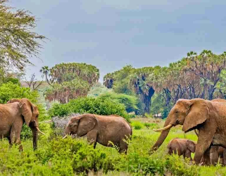 Samburu National Reserve kenya elephants Adeli Kenya Safaris best Africa sustainable safari tour company in Kenya