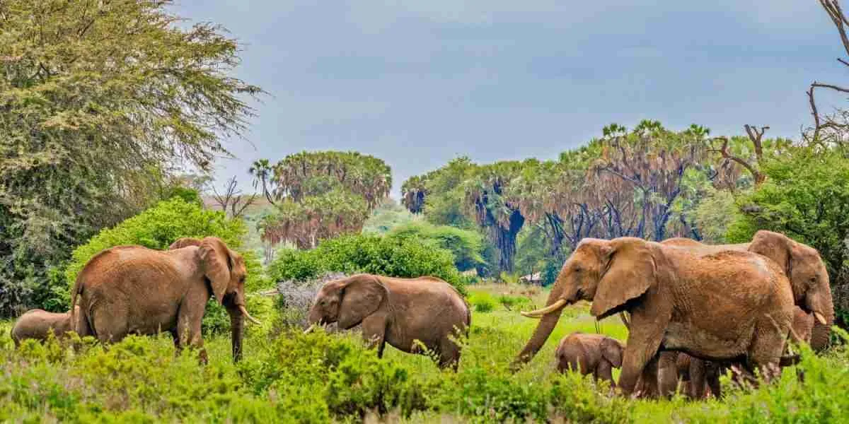 Samburu National Reserve kenya   elephants    Adeli Kenya Safaris   best Africa sustainable safari tour company in Kenya