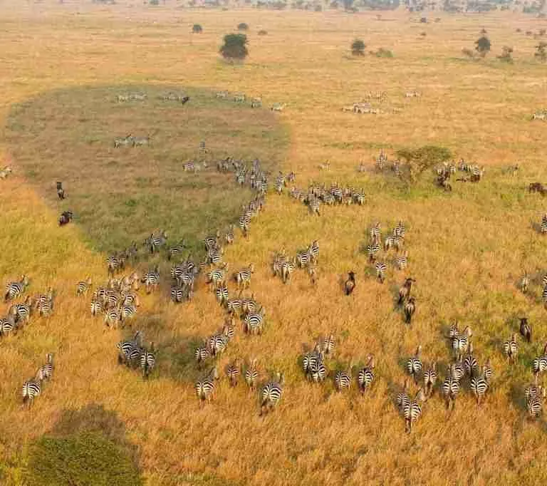 Serengeti hot air balloon safaris and wildebeest migration safari tours  Adeli Kenya Safaris   best Africa sustainable safari tour company in Kenya