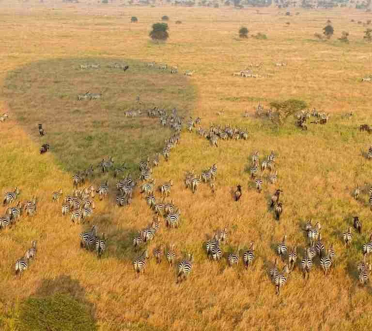 Serengeti hot air balloon safaris and wildebeest migration safari tours Adeli Kenya Safaris best Africa sustainable safari tour company in Kenya