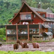 The Ark Lodge Aberdare National Park in Kenya Adeli Kenya Safaris best Africa sustainable safari tour company in Kenya