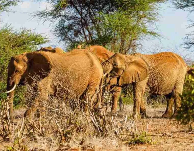 Tsavo East National Park red elephants   Adeli Kenya Safaris   best Africa sustainable safari tour company in Kenya