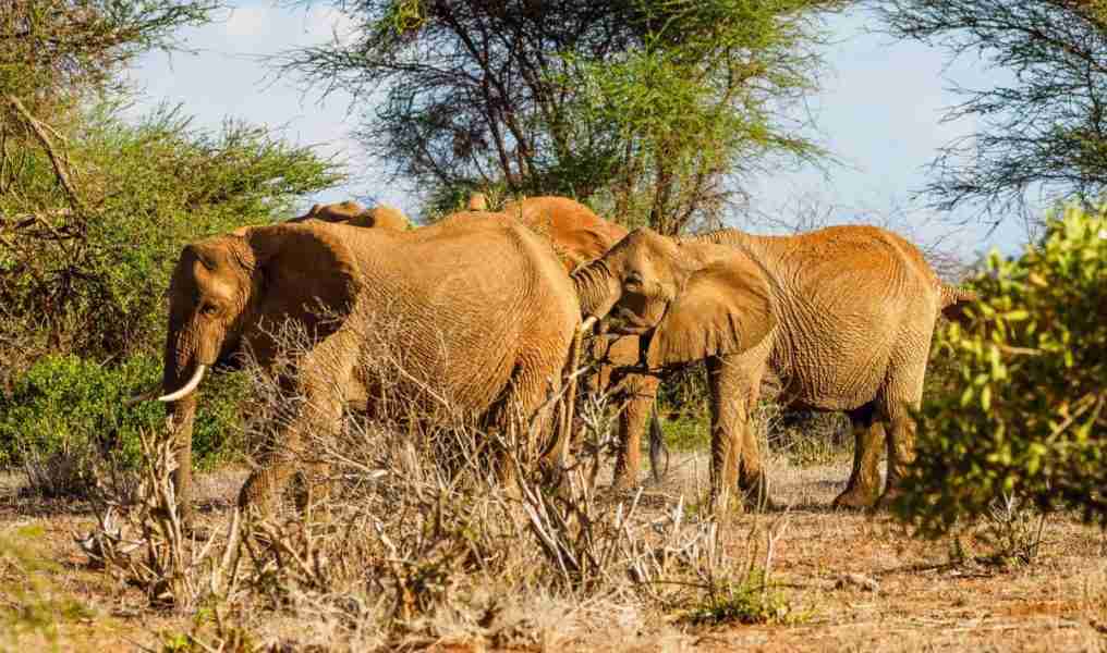 Tsavo East National Park red elephants   Adeli Kenya Safaris   best Africa sustainable safari tour company in Kenya