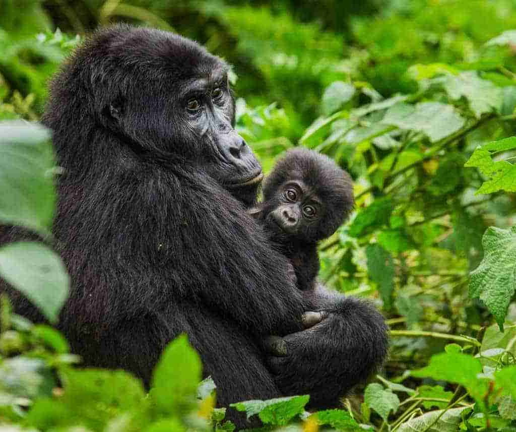 Uganda gorilla trekking tours   Adeli Kenya Safaris   best Africa sustainable safari tour company in Kenya