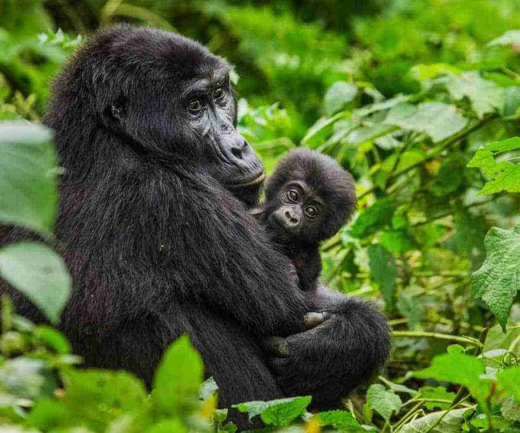 Uganda gorilla trekking tours   Adeli Kenya Safaris   best Africa sustainable safari tour company in Kenya