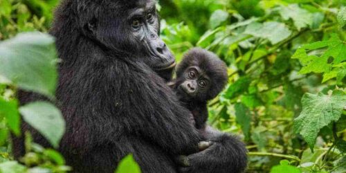 Uganda Gorilla trekking tours