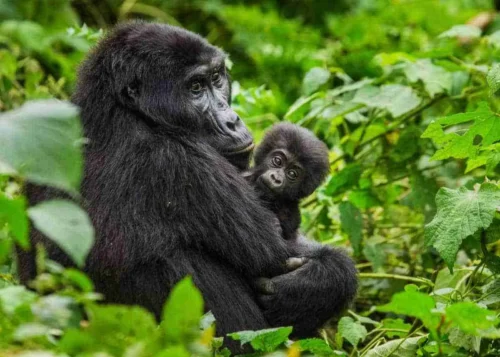 Gorilla trekking Africa safari tour packages from Nairobi Kenya