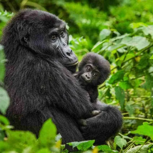 Uganda Gorilla trekking tours with Adeli Kenya Safaris