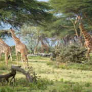 Crescent Island Game Sanctuary Lake Naivasha Kenya Adeli Kenya Safaris best safari tour companies in Kenya