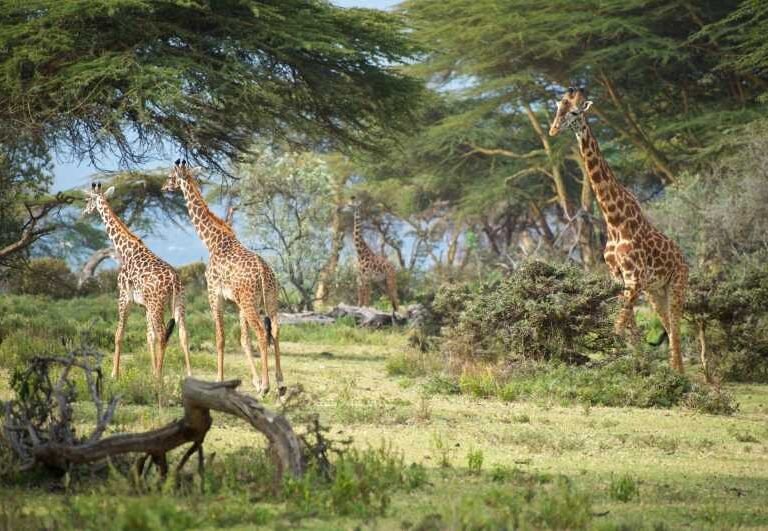 Crescent Island Game Sanctuary Lake Naivasha Kenya Adeli Kenya Safaris best safari tour companies in Kenya