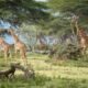 Crescent Island Game Sanctuary Lake Naivasha Kenya Adeli Kenya Safaris best safari tour companies in Kenya