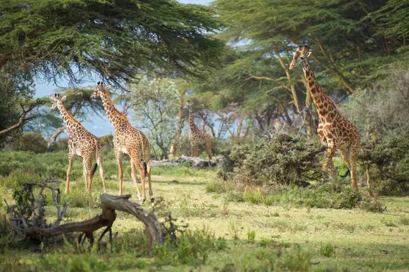 Crescent Island Game Sanctuary Lake Naivasha Kenya Adeli Kenya Safaris best safari tour companies in Kenya