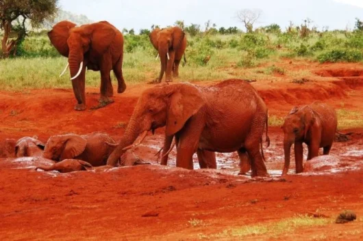 Red elephants Tsavo East National Park Kenya Adeli Kenya Safaris Best Africa safari tour company in Kenya