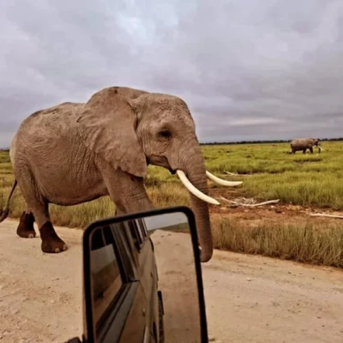 Amboseli National Park Kenya safaris by Adeli Kenya Safaris the best Africa safari tour operator in Kenya and Tanzania