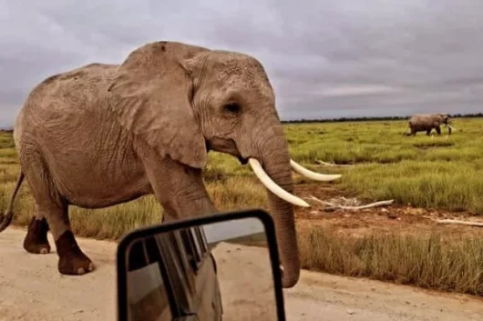 Amboseli National Park Kenya safaris by Adeli Kenya Safaris the best Africa safari tour operator in Kenya and Tanzania