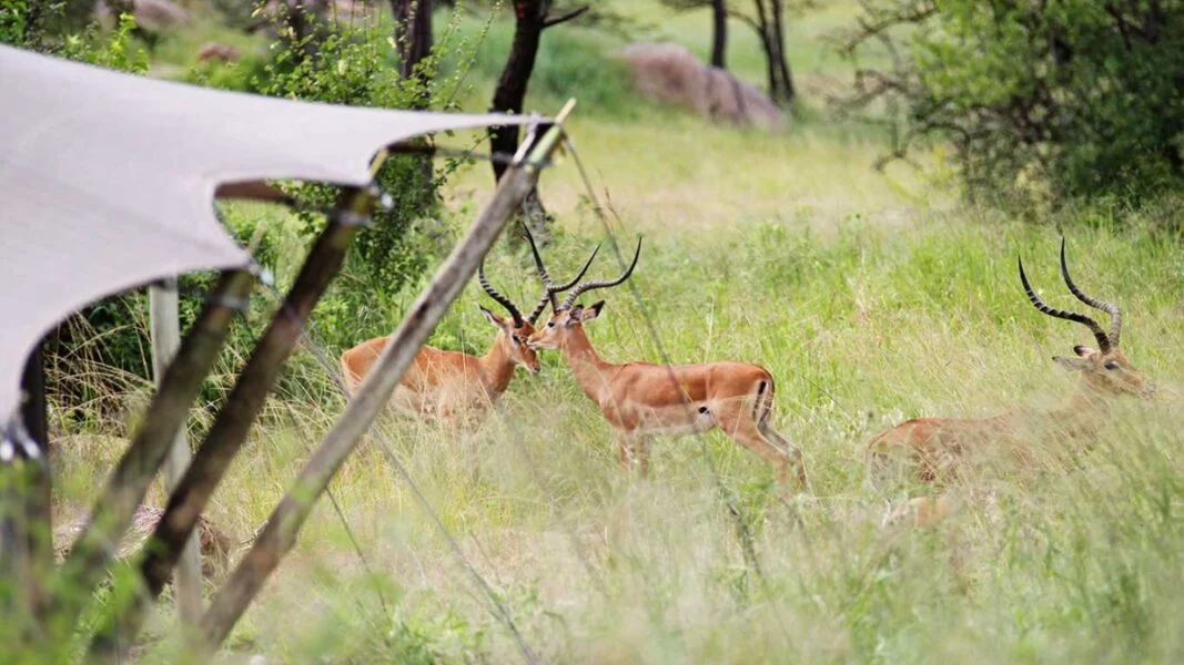 Mobile Safaris