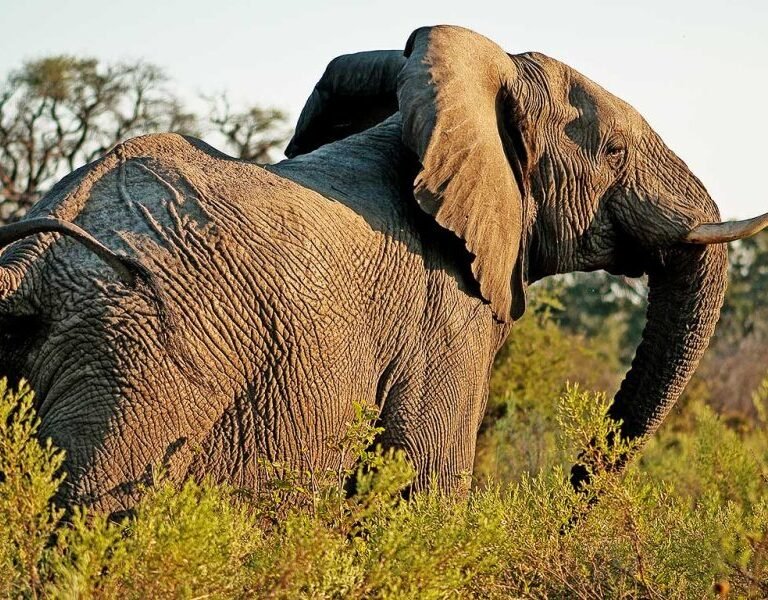 Adeli Kenya Safaris is the best Africa tour operator & travel agency in Kenya that offers Kenya safaris and Tanzania safaris