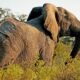 Adeli Kenya Safaris is the best Africa tour operator & travel agency in Kenya that offers Kenya safaris and Tanzania safaris