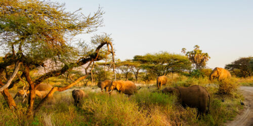 Combined Kenya & Tanzania safaris