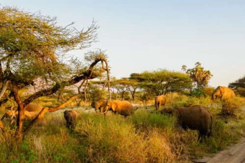 Combined Kenya & Tanzania safaris