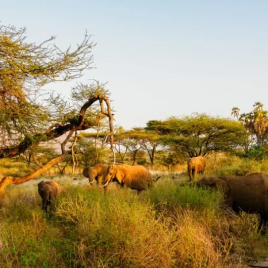 Combined Kenya & Tanzania safaris with Adeli Kenya Safaris