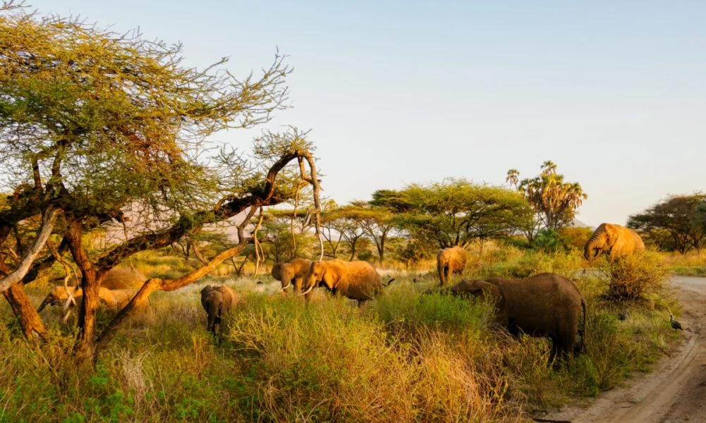 Elephants scaled