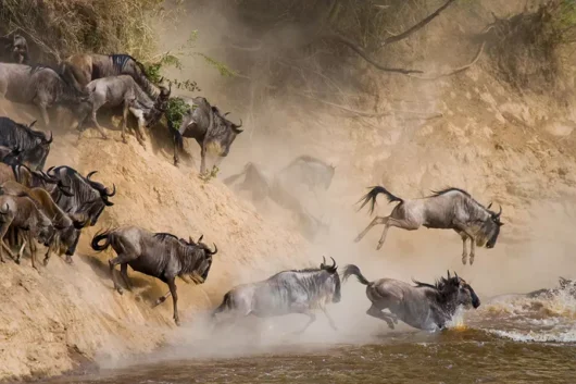 Tours 25 Masai Mara wildebeest Migration river crossing. Book Africa safari tour packages with Adeli Kenya Safaris. Kenya safaris, Tanzania tours, Zanzibar holidays, gorilla trekking & Nairobi excursions.