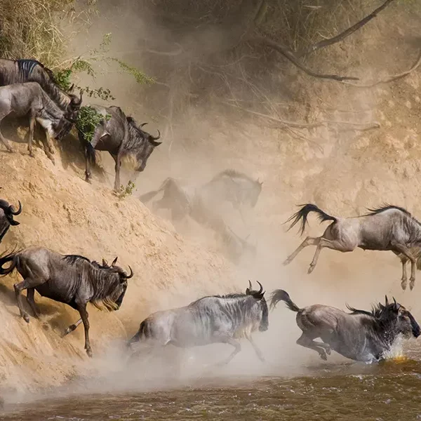 Masai Mara wildebeest Migration river crossing. Book Africa safari tour packages with Adeli Kenya Safaris. Kenya safaris, Tanzania tours, Zanzibar holidays, gorilla trekking & Nairobi excursions.