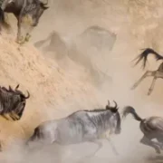 cropped Masai Mara wildebeest Migrations Mara river crossing Masai Mara National Reserve Kenya Wildlife safaris Adeli Kenya Safaris
